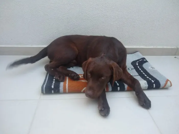 Cachorro ra a Labrador  idade 2 a 6 meses nome Bob