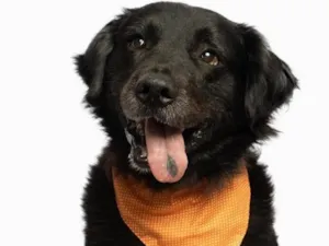 Cachorro raça SRD idade 6 ou mais anos nome Careta