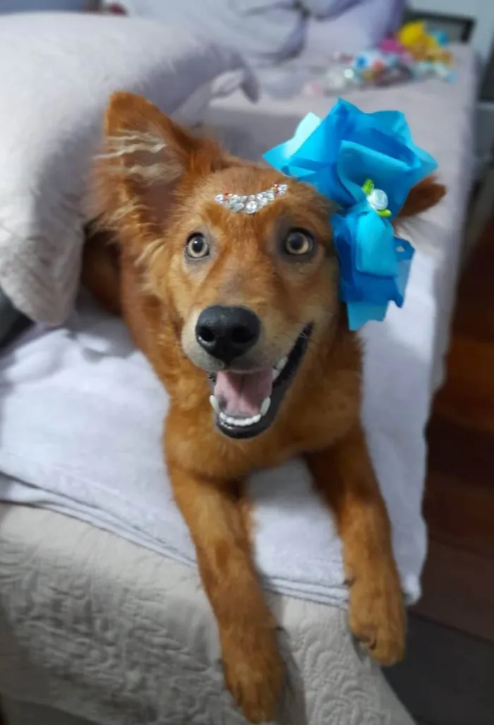 Cachorro ra a SRD idade 7 a 11 meses nome Jully