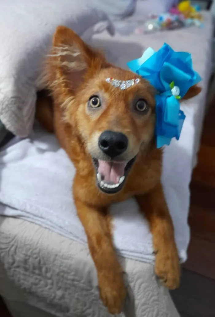 Cachorro ra a SRD idade 7 a 11 meses nome Jully