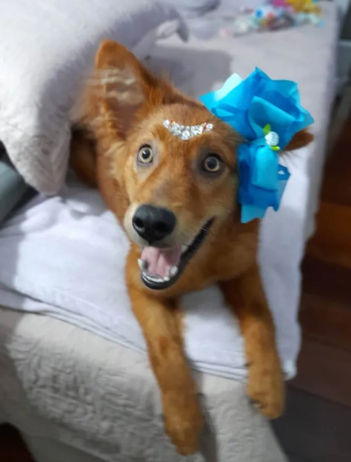 Cachorro ra a SRD idade 7 a 11 meses nome Jully