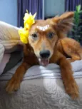 Jully