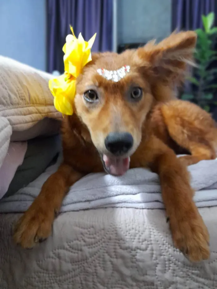 Cachorro ra a SRD idade 7 a 11 meses nome Jully