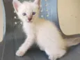 gato 3