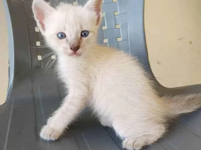 Gato ra a siames/viralata idade Abaixo de 2 meses nome gato 3