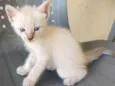 gato 3