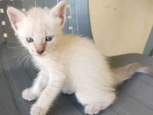 Gato raça siames/viralata idade Abaixo de 2 meses nome gato 3