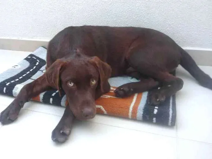 Cachorro ra a Labrador  idade 2 a 6 meses nome Bob