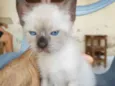 gato 5