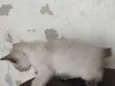 gato 5