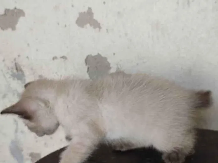 Gato ra a siames/viralata idade Abaixo de 2 meses nome gato 5