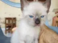 gato 5