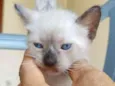 gato 5