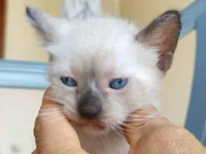 Gato raça siames/viralata idade Abaixo de 2 meses nome gato 5