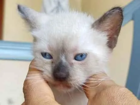 Gato ra a siames/viralata idade Abaixo de 2 meses nome gato 5