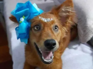 Cachorro raça SRD idade 7 a 11 meses nome Jully