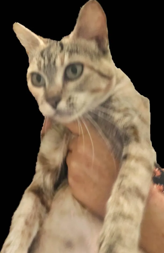 Gato ra a Felino SRD idade 1 ano nome Julieta