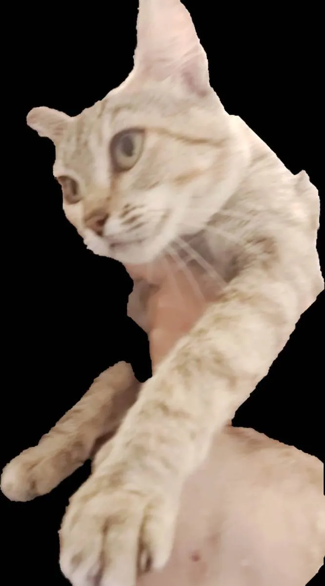 Gato ra a Felino SRD idade 1 ano nome Julieta