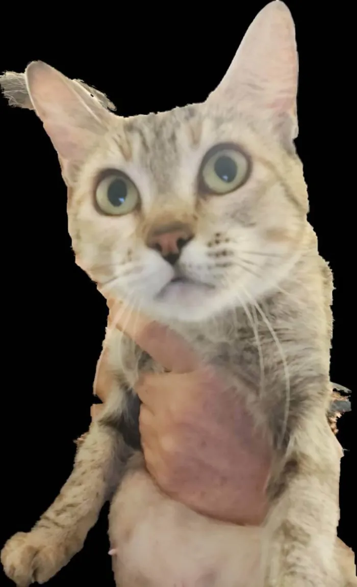Gato ra a Felino SRD idade 1 ano nome Julieta