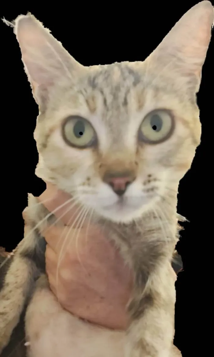 Gato ra a Felino SRD idade 1 ano nome Julieta