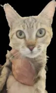 Julieta