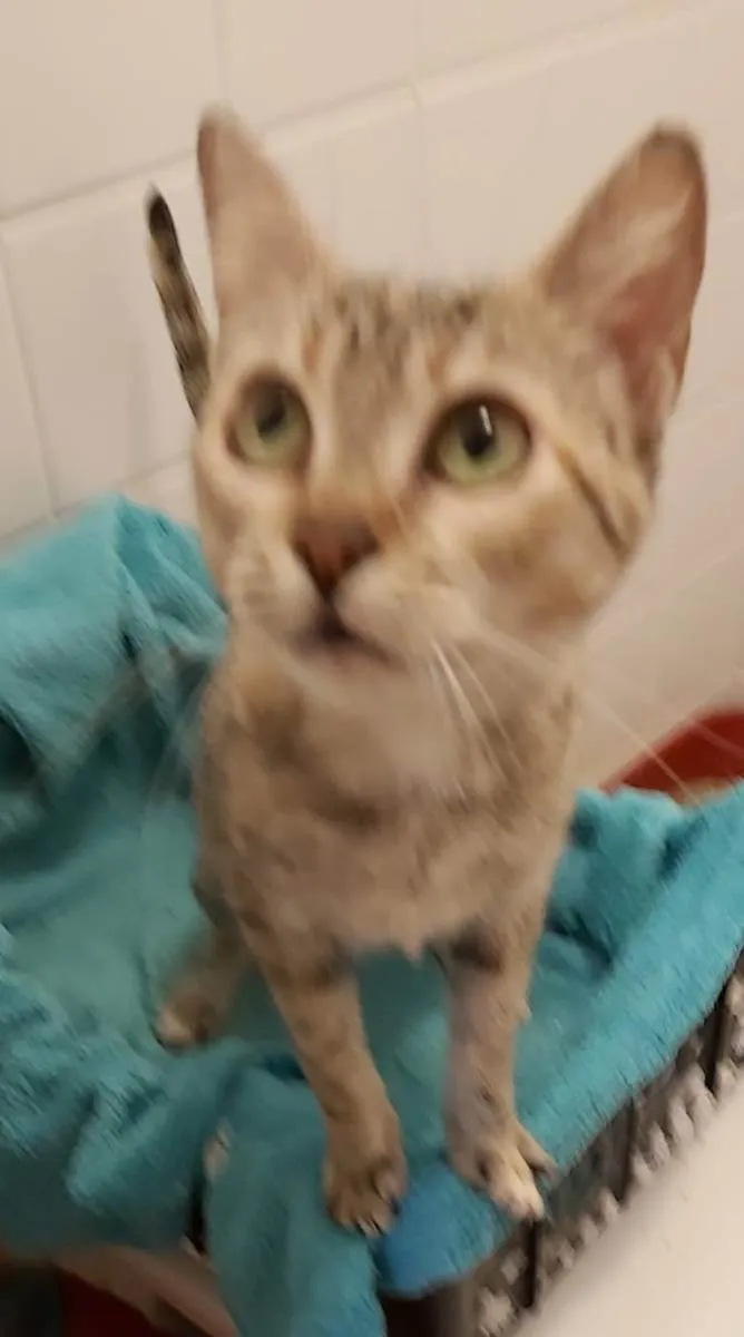 Gato ra a Felino SRD idade 1 ano nome Julieta