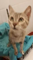 Julieta