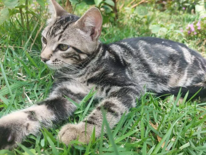 Gato ra a Felino SRD idade 2 a 6 meses nome Bento