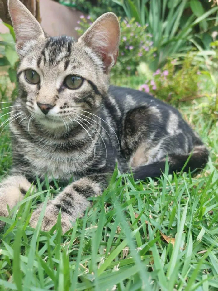 Gato ra a Felino SRD idade 2 a 6 meses nome Bento