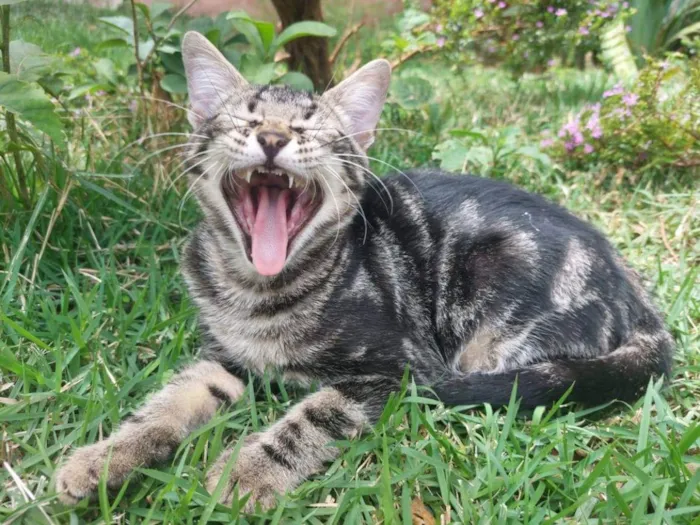 Gato ra a Felino SRD idade 2 a 6 meses nome Bento