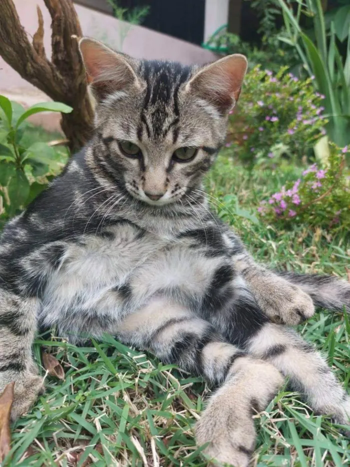 Gato ra a Felino SRD idade 2 a 6 meses nome Bento