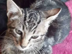 Gato raça Felino SRD idade 2 a 6 meses nome Bento