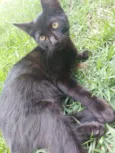 Zeca
