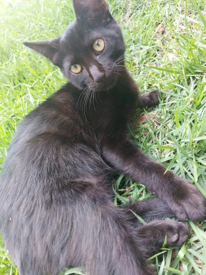 Gato ra a Felino SRD idade 2 a 6 meses nome Zeca