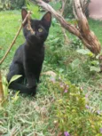 Zeca