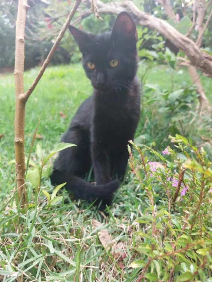 Gato ra a Felino SRD idade 2 a 6 meses nome Zeca