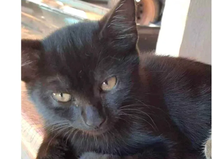 Gato ra a Felino SRD idade 2 a 6 meses nome Zeca