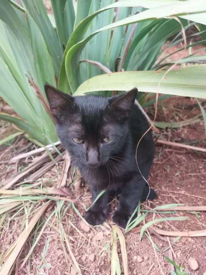 Gato ra a Felino SRD idade 2 a 6 meses nome Amora