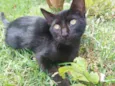 Amora