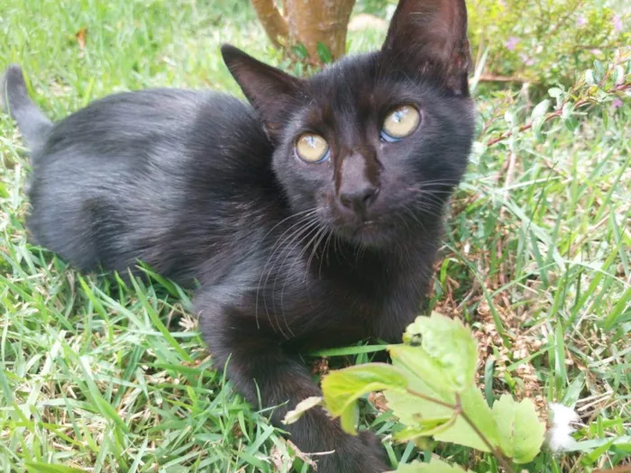 Gato ra a Felino SRD idade 2 a 6 meses nome Amora