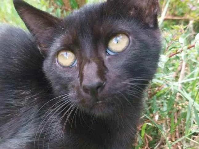 Gato ra a Felino SRD idade 2 a 6 meses nome Amora