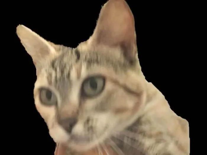 Gato ra a Felino SRD idade 1 ano nome Julieta
