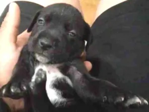 Cachorro raça Pit bul com dalmata idade 2 a 6 meses nome Sem nome 