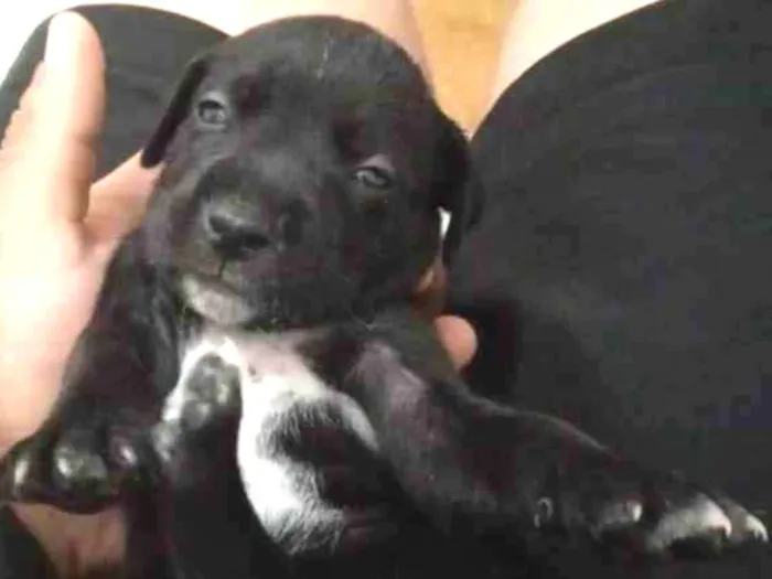 Cachorro ra a Pit bul com dalmata idade 2 a 6 meses nome Sem nome 