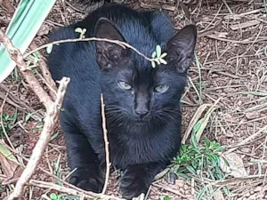 Gato raça Felino SRD idade 2 a 6 meses nome Amora