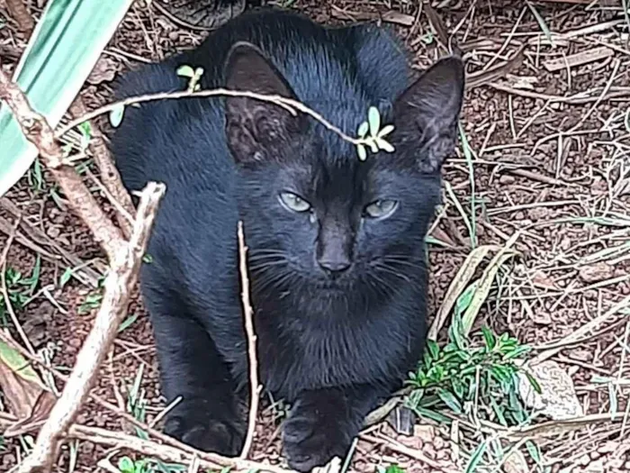 Gato ra a Felino SRD idade 2 a 6 meses nome Amora