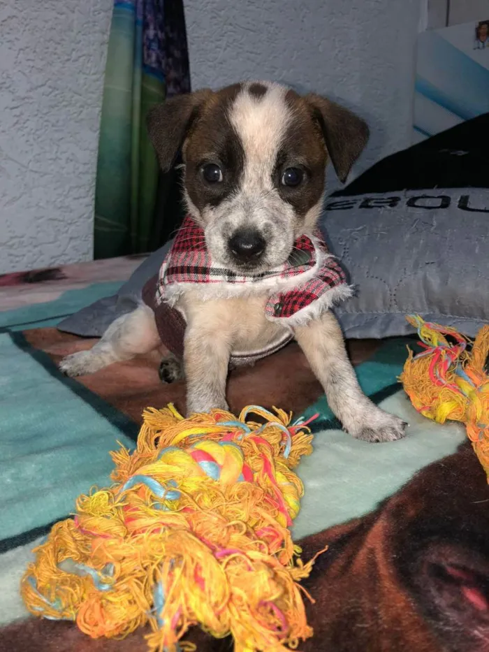 Cachorro raça Srd idade Abaixo de 2 meses nome Kevin