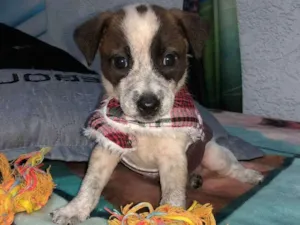 Cachorro raça Srd idade Abaixo de 2 meses nome Kevin