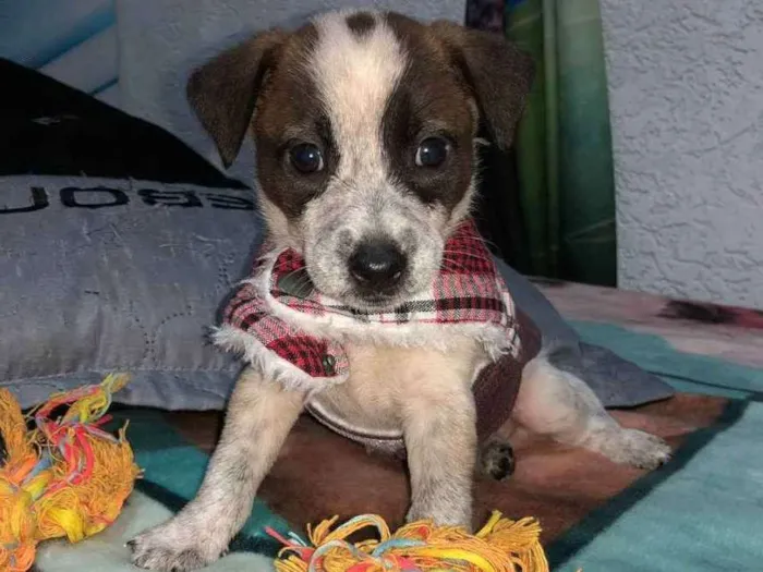 Cachorro raça Srd idade Abaixo de 2 meses nome Kevin