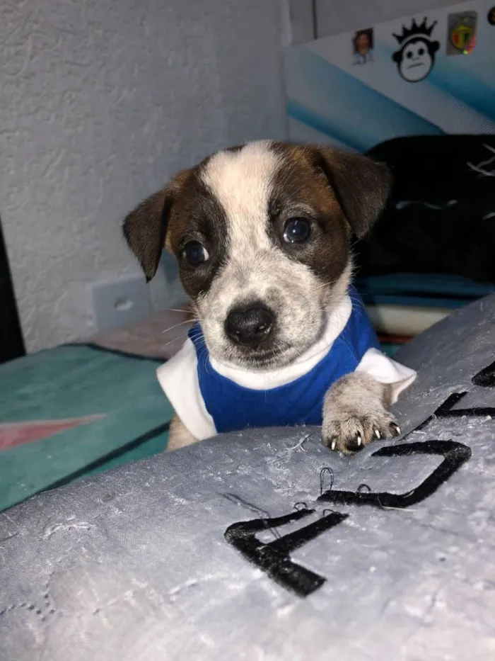 Cachorro raça Srd idade Abaixo de 2 meses nome Kevin